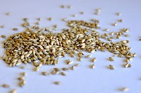 Smoked (Rauch) Malt (German)